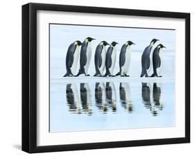 Emperor penguin group, Antarctica-Frank Krahmer-Framed Art Print