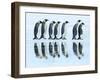 Emperor penguin group, Antarctica-Frank Krahmer-Framed Art Print