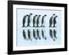 Emperor penguin group, Antarctica-Frank Krahmer-Framed Art Print