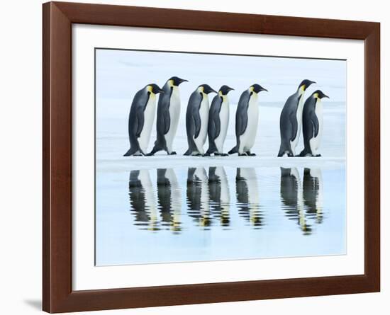 Emperor penguin group, Antarctica-Frank Krahmer-Framed Art Print