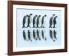 Emperor penguin group, Antarctica-Frank Krahmer-Framed Art Print