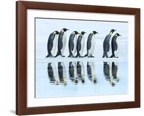 Emperor penguin group, Antarctica-Frank Krahmer-Framed Art Print