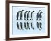 Emperor penguin group, Antarctica-Frank Krahmer-Framed Art Print