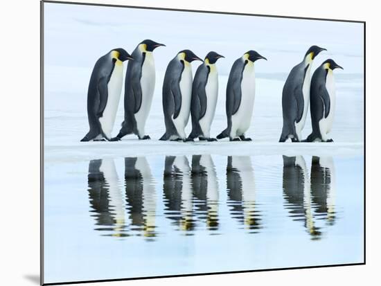 Emperor penguin group, Antarctica-Frank Krahmer-Mounted Art Print
