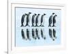 Emperor penguin group, Antarctica-Frank Krahmer-Framed Art Print