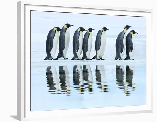 Emperor penguin group, Antarctica-Frank Krahmer-Framed Art Print