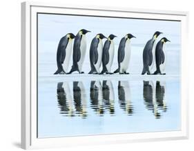 Emperor penguin group, Antarctica-Frank Krahmer-Framed Art Print