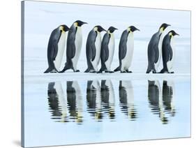 Emperor penguin group, Antarctica-Frank Krahmer-Stretched Canvas