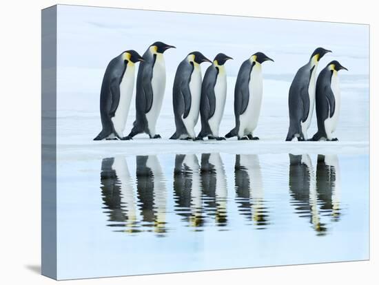 Emperor penguin group, Antarctica-Frank Krahmer-Stretched Canvas