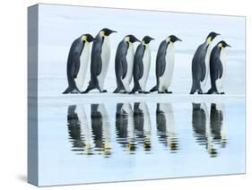 Emperor penguin group, Antarctica-Frank Krahmer-Stretched Canvas