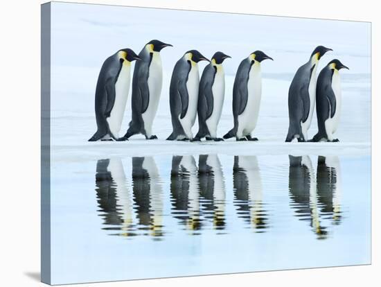 Emperor penguin group, Antarctica-Frank Krahmer-Stretched Canvas