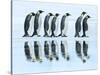 Emperor penguin group, Antarctica-Frank Krahmer-Stretched Canvas