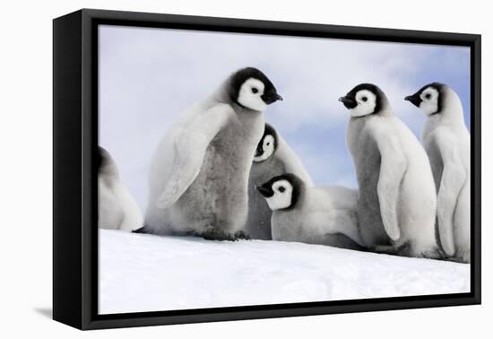 Emperor Penguin Group of Chicks-null-Framed Stretched Canvas