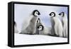 Emperor Penguin Group of Chicks-null-Framed Stretched Canvas