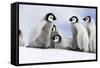 Emperor Penguin Group of Chicks-null-Framed Stretched Canvas