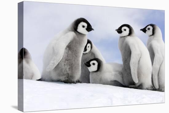 Emperor Penguin Group of Chicks-null-Stretched Canvas