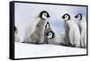 Emperor Penguin Group of Chicks-null-Framed Stretched Canvas