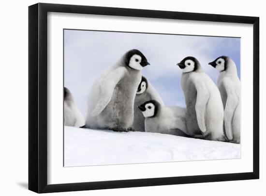 Emperor Penguin Group of Chicks-null-Framed Photographic Print