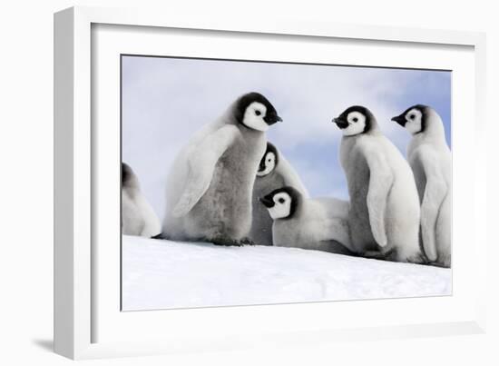 Emperor Penguin Group of Chicks-null-Framed Photographic Print