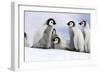 Emperor Penguin Group of Chicks-null-Framed Photographic Print