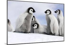 Emperor Penguin Group of Chicks-null-Mounted Photographic Print