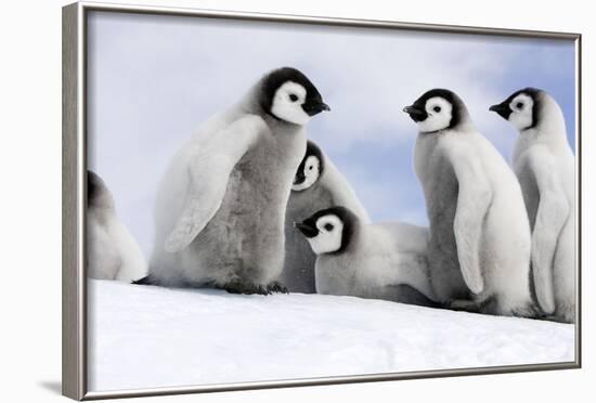 Emperor Penguin Group of Chicks-null-Framed Photographic Print