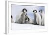 Emperor Penguin Group of Chicks-null-Framed Photographic Print