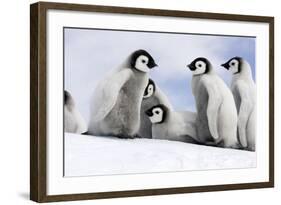 Emperor Penguin Group of Chicks-null-Framed Photographic Print