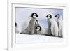 Emperor Penguin Group of Chicks-null-Framed Photographic Print