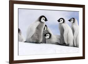 Emperor Penguin Group of Chicks-null-Framed Photographic Print