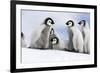 Emperor Penguin Group of Chicks-null-Framed Photographic Print