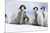 Emperor Penguin Group of Chicks-null-Mounted Photographic Print