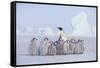 Emperor Penguin Guarding Young-DLILLC-Framed Stretched Canvas