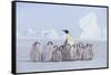 Emperor Penguin Guarding Young-DLILLC-Framed Stretched Canvas