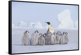 Emperor Penguin Guarding Young-DLILLC-Framed Stretched Canvas