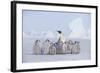 Emperor Penguin Guarding Young-DLILLC-Framed Photographic Print