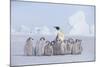 Emperor Penguin Guarding Young-DLILLC-Mounted Photographic Print
