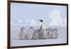 Emperor Penguin Guarding Young-DLILLC-Framed Photographic Print