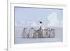 Emperor Penguin Guarding Young-DLILLC-Framed Photographic Print