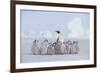 Emperor Penguin Guarding Young-DLILLC-Framed Photographic Print