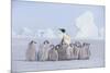 Emperor Penguin Guarding Young-DLILLC-Mounted Photographic Print