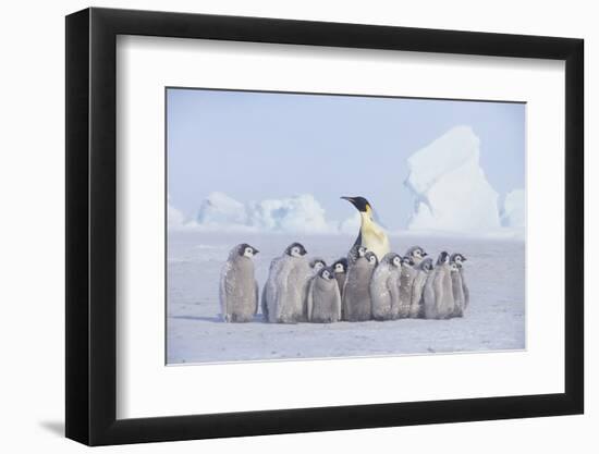 Emperor Penguin Guarding Young-DLILLC-Framed Photographic Print