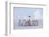 Emperor Penguin Guarding Young-DLILLC-Framed Photographic Print