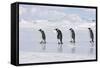 Emperor Penguin Line of Four Adults Walking across Ice-null-Framed Stretched Canvas