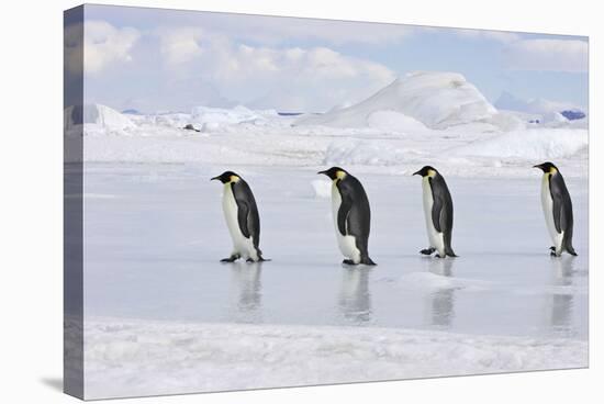 Emperor Penguin Line of Four Adults Walking across Ice-null-Stretched Canvas