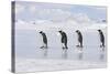 Emperor Penguin Line of Four Adults Walking across Ice-null-Stretched Canvas