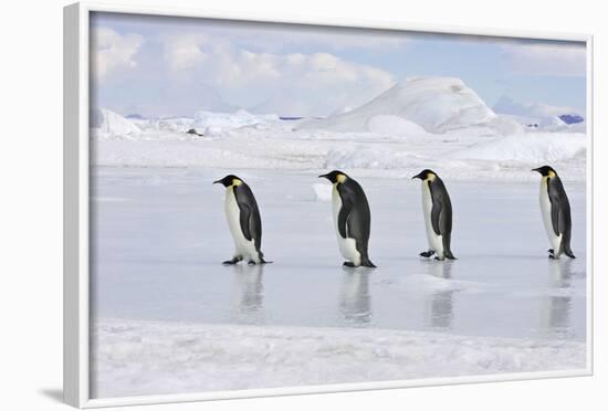 Emperor Penguin Line of Four Adults Walking across Ice-null-Framed Photographic Print