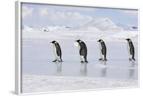 Emperor Penguin Line of Four Adults Walking across Ice-null-Framed Photographic Print