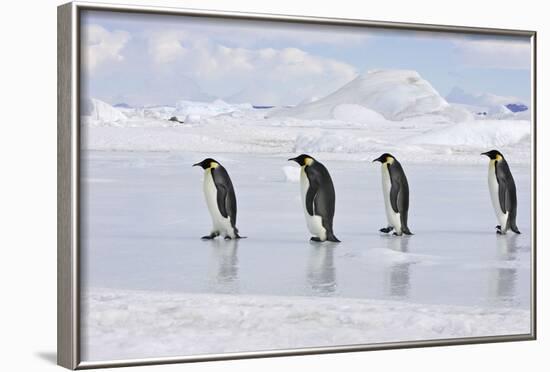 Emperor Penguin Line of Four Adults Walking across Ice-null-Framed Photographic Print