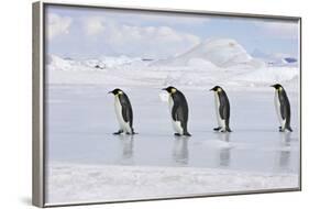 Emperor Penguin Line of Four Adults Walking across Ice-null-Framed Photographic Print